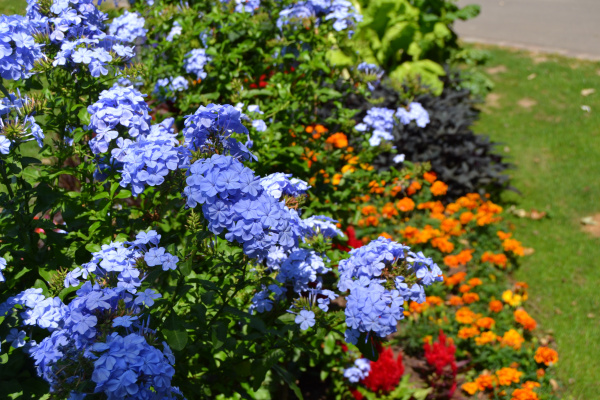 Sommerbeet im Ostpark