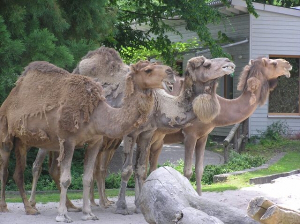 img-133378-LD-Zoo-Kamele.jpg