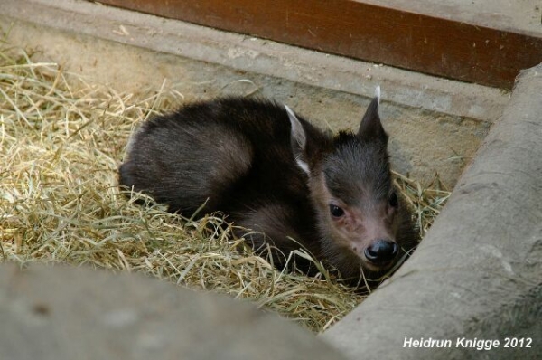 Foto vom kleinen „Willi“