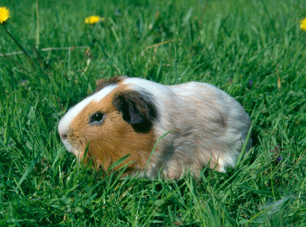 img-130853-Meerschwein_Haus2-Hon.jpg
