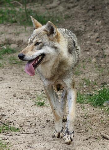 img-129366-Wolf.jpg