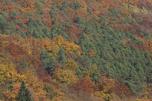 img-129210-Herbst-001.jpg