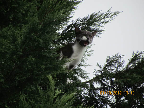 img-128883-Katze1.jpg