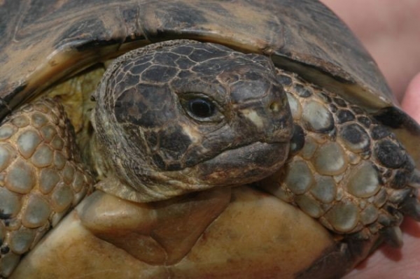 img-128772-Landschildkroete_P.Buchert.jpg