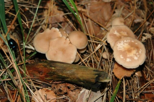 Im Kochtopf sollten nur Wildpilze landen, die bekannt sind. Bei Unsicherheit einen Pilzexperten zu Rate ziehen.