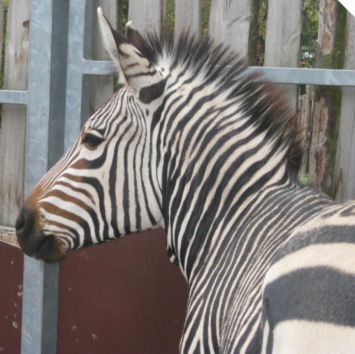 img-126505-Zebra.jpg