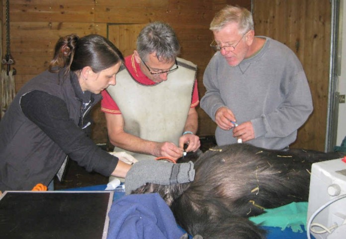 Tierschutz, Artenschutz und Medizin exotischer Huftiere sind Schwerpunktthemen der tierärztlichen Fachtagung