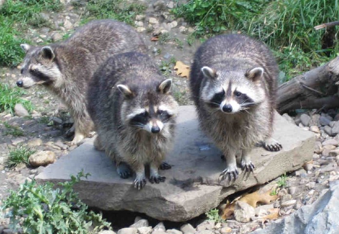 img-125288-Waschbären_Gruppe.jpg