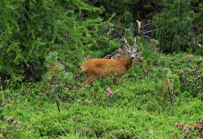 img-125203-Hirsch-001_0.jpg