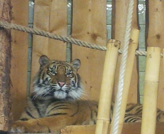 img-124444-Tila_28_11_2012.jpg