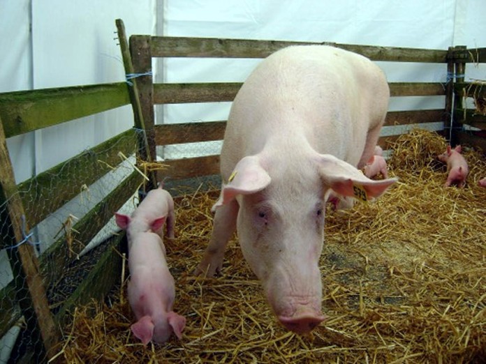 img-150445-pigs.jpg