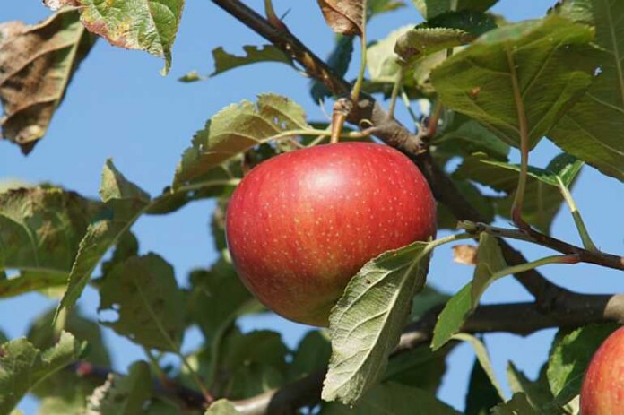 img-117916-Apfel-001_2.jpg