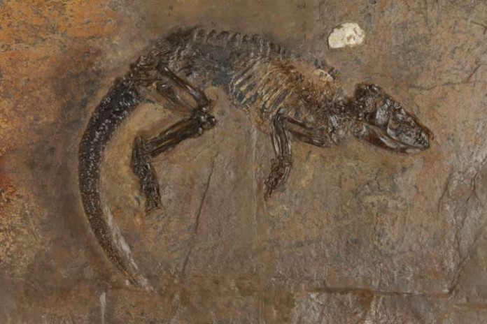 „Hessischer“ Schuppenschwanz (Pholidocercus hassiacus). Original Hessisches Landesmuseum Darmstadt, Inventar-Nr. HLMD-Me 10003.
