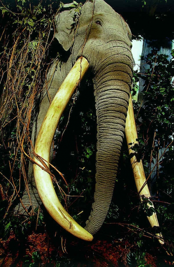 Der Waldelefant am Eingang zur Ausstellung „MenschenZeit“
