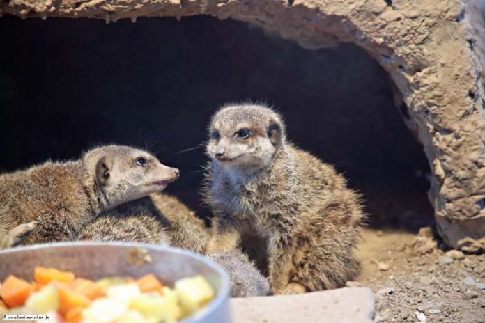 Erdmännchen