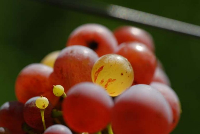 Roter Riesling: Die Urform des Riesling. Trauben mit Farbsprüngen vom Roten zum Weißen Riesling.