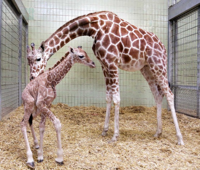 "Wahia" mit ihrem Jungtier. Das Giraffen-Mädchen hat den Namen "Baya" bekommen.