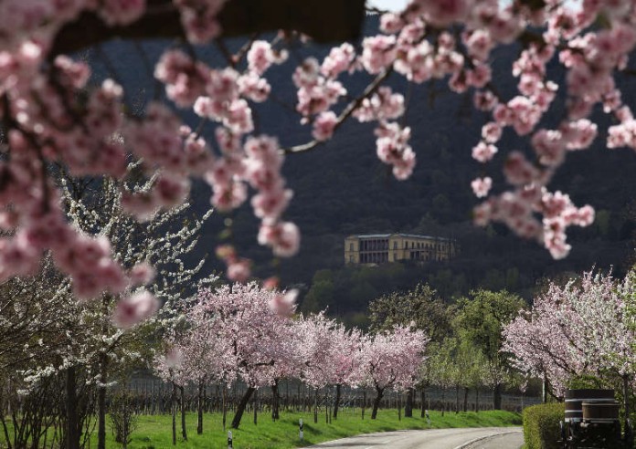 Mandelblüte an der Südlichen Weinstraße