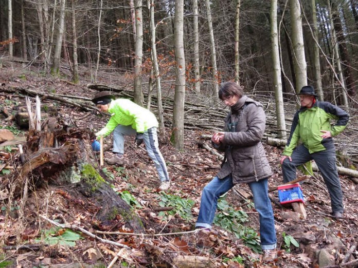 Ehrenamtliche des BUND bei der Kontrolle der Lockstöcke bei Eberbach