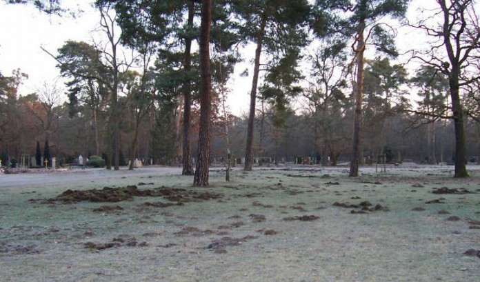 Wildschweinschäden auf dem Waldfriedhof