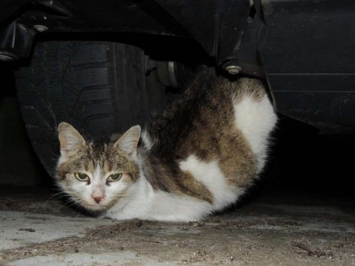 die eingeklemmte Katze
