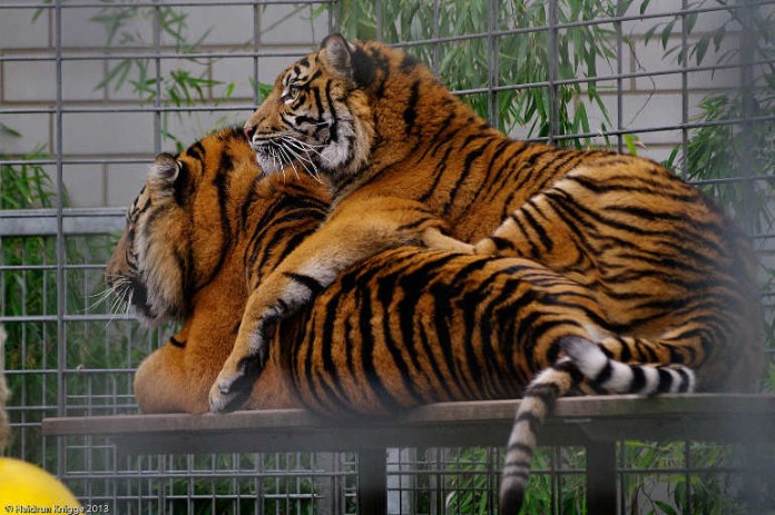 Auch die Tiger warten auf den Frühling