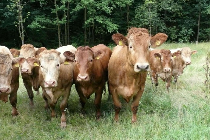 Erfolgreiche Erhaltungszucht: Glanrinder des Hofguts Neumühle