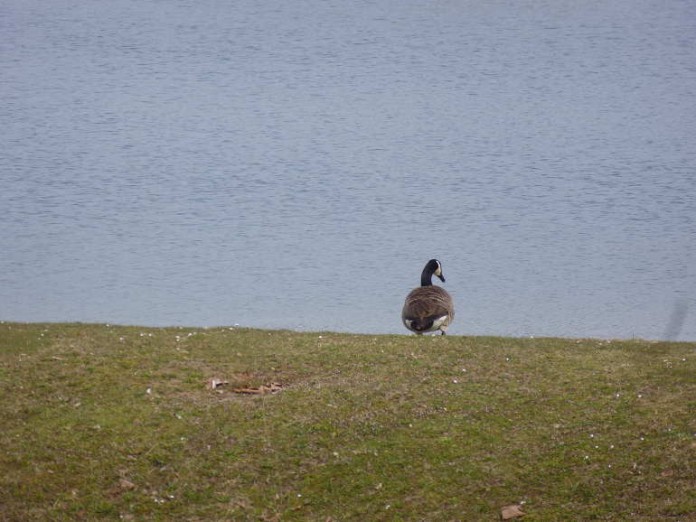 Der Waidsee ruft ab 20. April