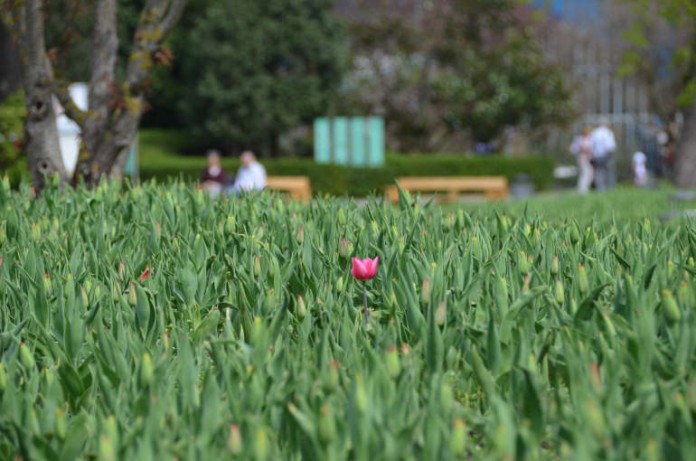 Die erste Tulpe im Luisenpark Mannheim.
