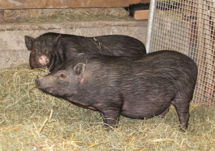 Die beiden Minischweine in ihrem Innengehege auf der Kinder- und Jugendfarm.