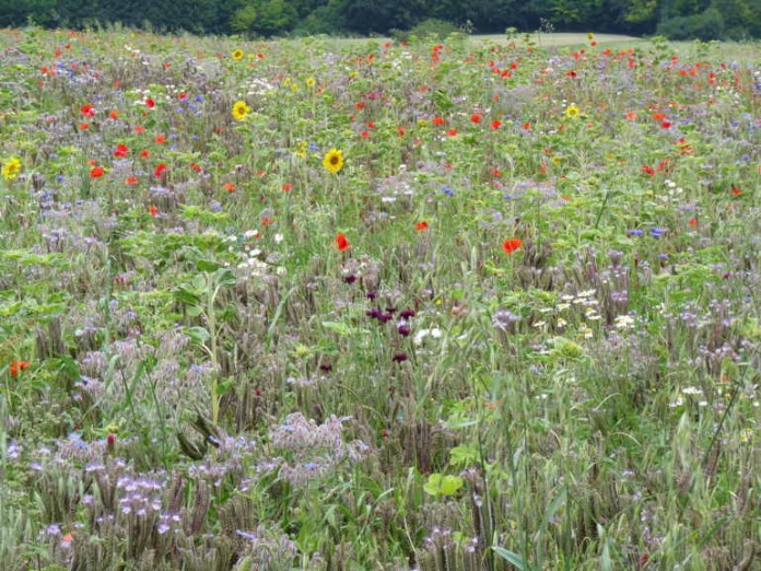 Das Verhältnis zwischen Landwirten und Imkern ist nicht spannungsfrei. Ein großes „Plus“ auf Seiten der Landwirtschaft ist aber zweifellos die Anpflanzung von Blühmischungen auf über 800 Hektar im Kreis.