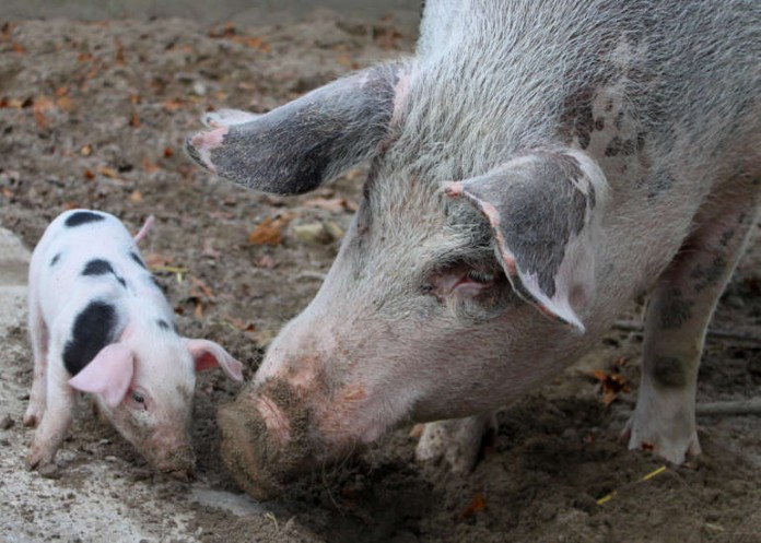 Buntes Bentheimer Schwein