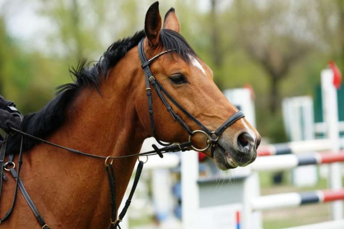 Reitpferd