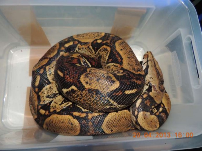 die verletzte Boa Constrictor