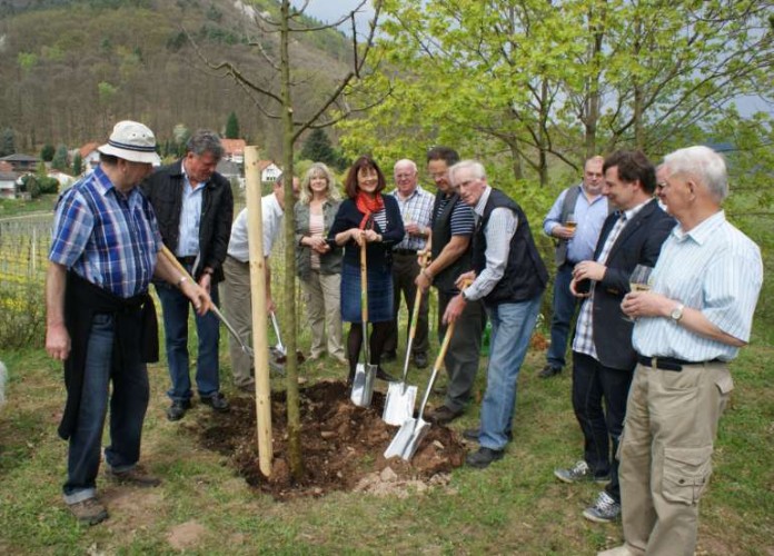 Landrätin Theresia Riedmaier, Ortsbürgermeister Josef Rabold, VG-Beigeordneter Erich Litty, Wolfgang Möller vom Verein Kultourismo Burrweiler beim Pflanzen des Wildapfelbaumes auf dem Burrweilerer Schlossberg.