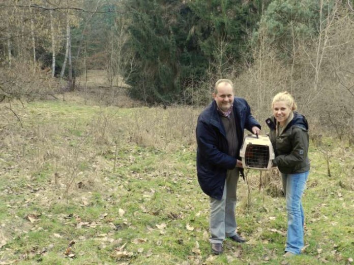 Landaus Zoodirektor Dr. J.-O. Heckel und Wildbiologin S. Mentzel mit der Wildkatze ‚Piratin‘ vor der Wiederauswilderung.