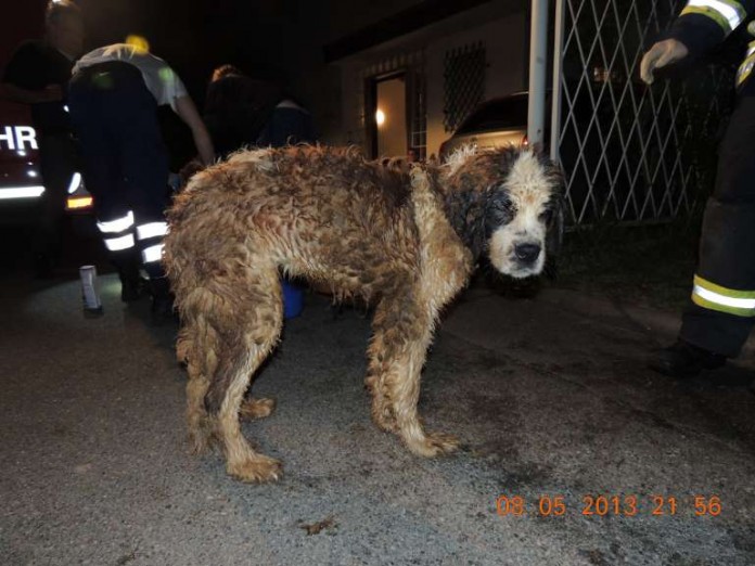 Einer der verwahrlosten Hunde