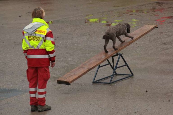 Der angehende Rettungshund muss sich u. a. in Geräteübungen beweisen, um seine Einsatztauglichkeit zu erlangen.