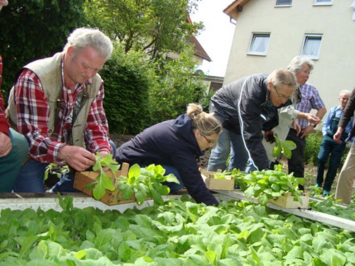 Die Saat ist aufgegangen: Aus dem Frühbeet werden die stärksten Pflanzen einzeln herausgenommen - Lorscher beim Tabakanbau
