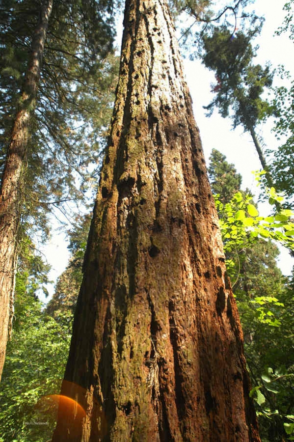 Der Weinheimer Exotenwald