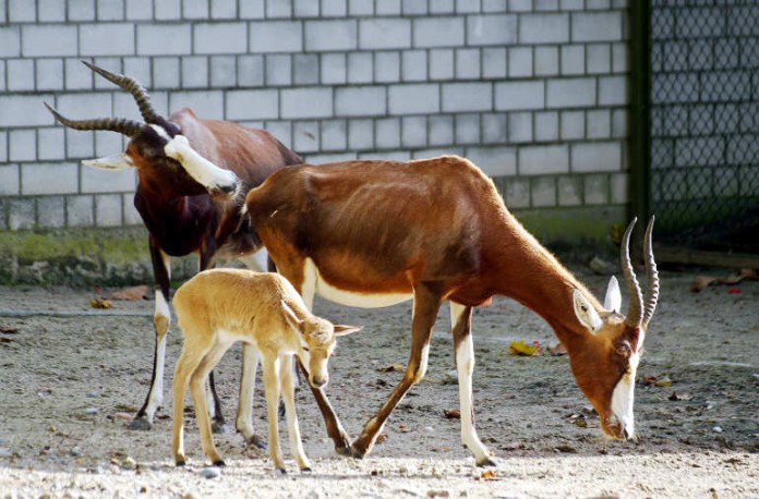 Es gibt wieder Nachwuchs im Zoo in Heidelberg. Da freuen sich die kleinen Besucher ganz Besonders