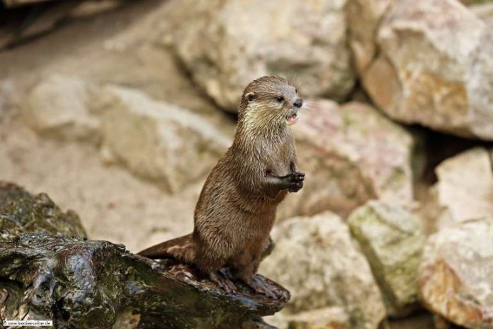 Im Zoo Heidelberg leben viele Tiere aus Südostasien, wie zum Beispiel diese verspielten asiatischen Kurzkrallenotter, die mit ihren Späßchen die Zoobesucher begeistern.