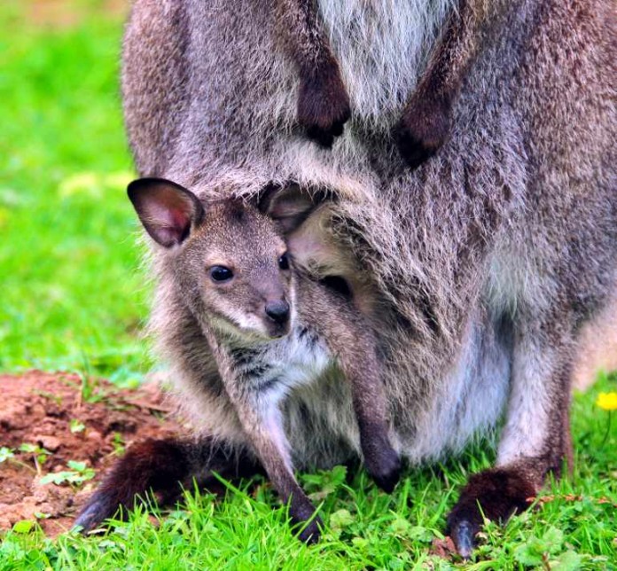 Noch wohlbehütet im Beutel seines Muttertieres beobachtet Kai, das Känguru-Baby im Landauer Zoo, seine Umgebung. Seinen Namen hat das Jungtier durch die Kinderzeitung „Babsi“ bekommen, die in Baden-Baden erscheint.