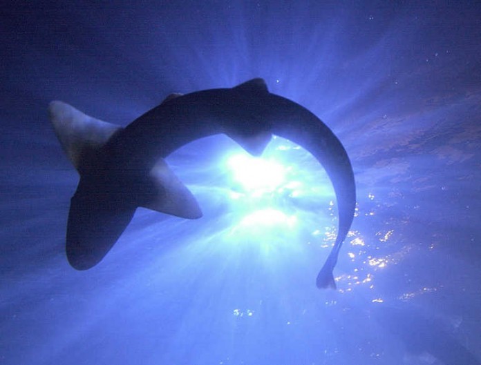 Das SEA LIFE Speyer beteiligt sich an der längsten Plastiktütenkette der Welt und stellt mit insgesamt 10.615 Plastiktüten einen neuen GUINNESS WORLD RECORDS™ WELTREKORD an der Ostsee auf.