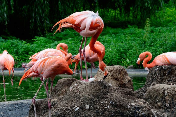 Ausbrüten und Aufzucht der Küken ist unter Flamingos Sache beider Elternteile, wobei je Paar immer nur ein Ei gelegt wird. Auf dem Foto sieht man sehr schön die typischen, kegelförmigen Schlammnester der Flamingos.