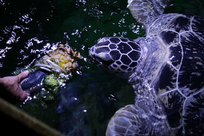 Abkühlung gefällig? Auch die Fische, Schildkröten und Pinguine der SEA LIFE Großaquarien bekommen bei dieser Hitze ein leckeres Eis. Und die Geschmacksrichtung – wie sollte es auch anders sein? Orange-Wassermelone.