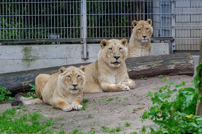 Die drei Löwen Sita, Claudia und Josef im Zoo Heidelberg.