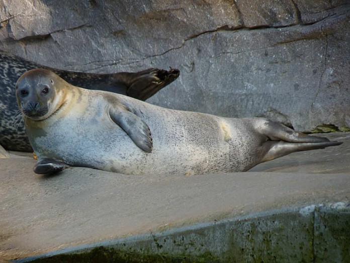 Seehund im Karlsruher Zoo