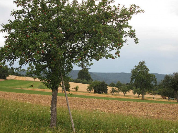 Streuobstwiesen und ihr Bestand an alten Obstbäumen – hier bei Mudau-Mörschenhardt – prägen die Kulturlandschaft des Neckar-Odenwald-Kreises.