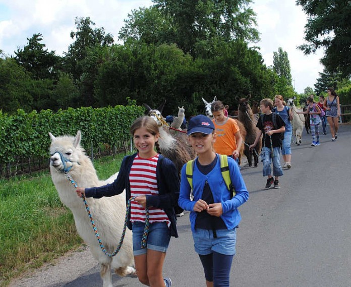 Wanderung der Kinder mit Lamas.